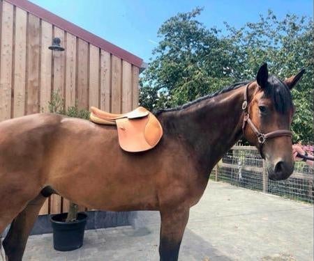 Hermes 2008 Pets Naturel/Sable Bull Calf CLASSIC ORIENTED JUMPING SADDLE, Sz 17" New!