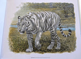 Hermes Papier Fierces and Fragiles, Big Cats in the art of Robert Dallet Livre Book, New! - poupishop