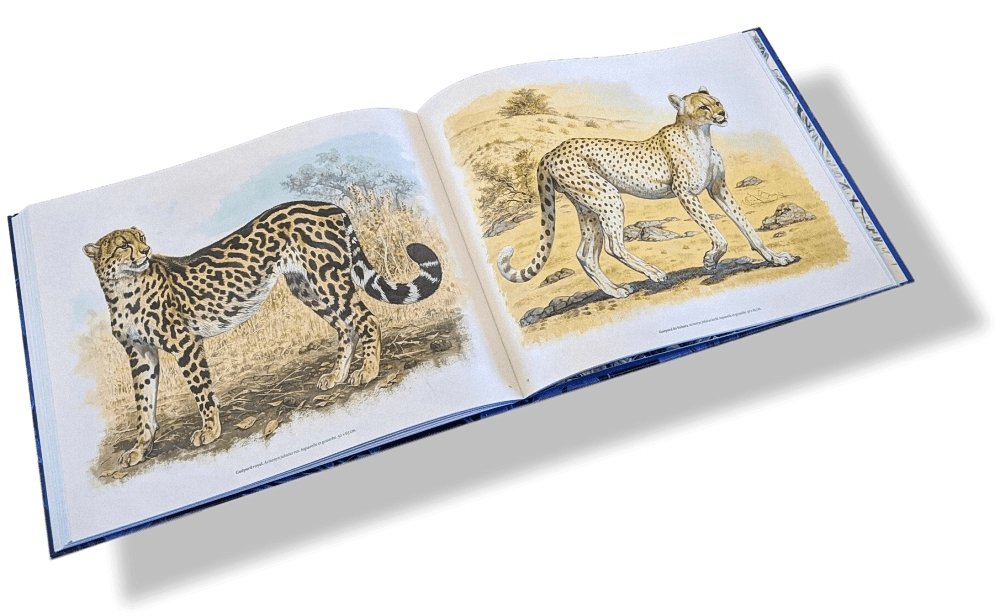 Hermes Papier Les Felins dans l'oeuvre de Robert Dallet Livre, New without celophane! - poupishop