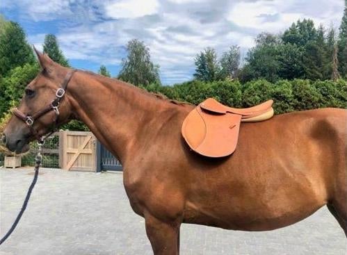 Hermes 2008 Pets Naturel/Sable Bull Calf CLASSIC ORIENTED JUMPING SADDLE, Sz 17" New!
