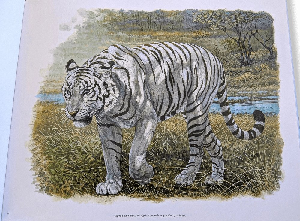 Hermes Papier Les Felins dans l'oeuvre de Robert Dallet Livre, New without celophane! - poupishop